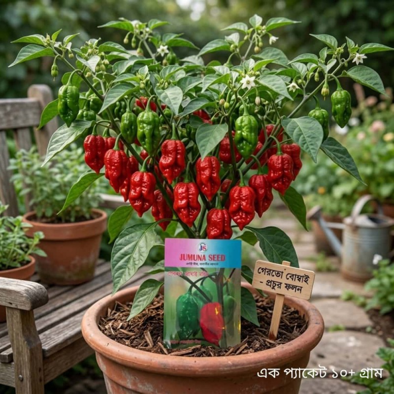 গেরতো বোম্বাই হাইব্রিড মরিচ বীজ | Gerto Bombay Hybrid Chilli Seeds